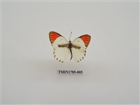 藏品(南非蝴蝶(一))的圖片